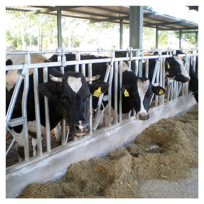 Equipo de la maquinaria agrícola de 20 de los sistemas de la maquinaria agrícola llaves de cabeza de la vaca lechera