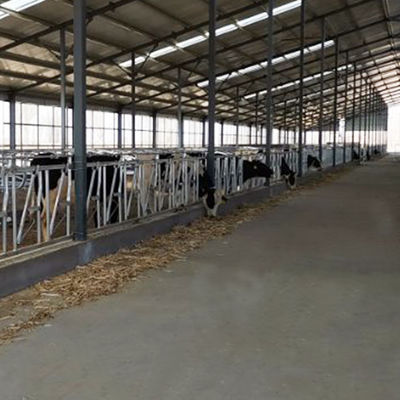 Tubería de acero galvanizada caliente de la longitud los 6m de la cerradura principal robusta de la vaca