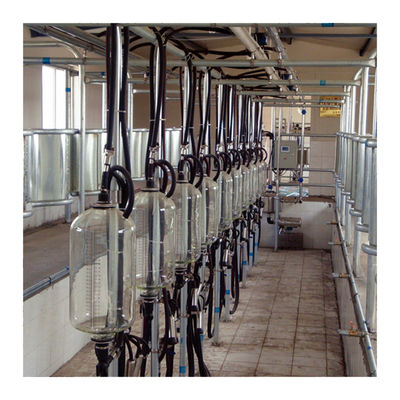 Sala grande de la leche de la raspa de arenque de las paradas 110v 20 para el ordeño de vaca