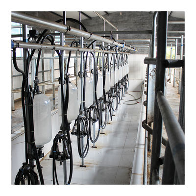 Sala grande de la leche de la raspa de arenque de las paradas 110v 20 para el ordeño de vaca