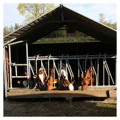 Equipo de alimentación de la corrosión del grueso 3m m de la vaca de la lechería principal anti de la cerradura