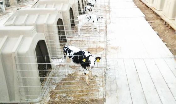 Palmo resistente de la larga vida de los aparadores del becerro de la lechería 98kg del álcali