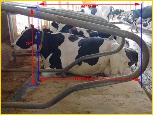 El tipo comparativo 1.30m/cow cerca a Cattle Free Stall de medida adaptable