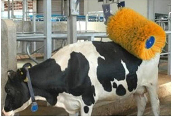 El masaje de la vaca del equipo de la avicultura cepilla la rotación acobarda brocha de afeitar
