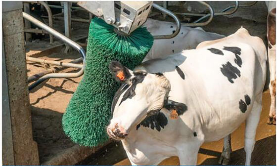 El masaje de la vaca del equipo de la avicultura cepilla la rotación acobarda brocha de afeitar