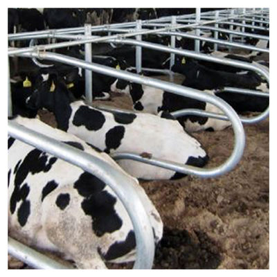 El doble libre del color de la astilla del granero de la parada de la vaca de la longitud los 2.3m echó a un lado