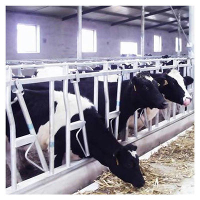 cerradura principal del ganado de la tubería de acero 0.75m/position para tratar de alimentación de la granja lechera