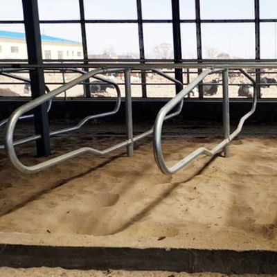 Paradas libres galvanizadas de acero inoxidables del tubo para el solo estilo de la fila de las vacas
