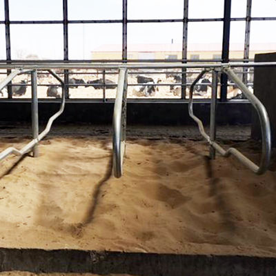 Paradas libres galvanizadas de acero inoxidables del tubo para el solo estilo de la fila de las vacas