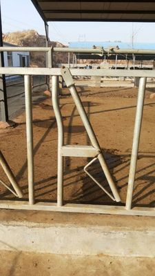 Equipo de alimentación galvanizado caliente modificado para requisitos particulares de la granja principal de la cerradura de la vaca