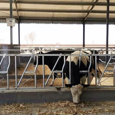 Caja fuerte principal galvanizada de la lechería de la cerradura de la vaca de la inmersión caliente y equipo de alimentación de la granja robusta