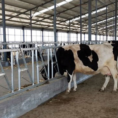 Caja fuerte principal galvanizada de la lechería de la cerradura de la vaca de la inmersión caliente y equipo de alimentación de la granja robusta