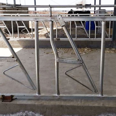 Caja fuerte principal galvanizada de la lechería de la cerradura de la vaca de la inmersión caliente y equipo de alimentación de la granja robusta