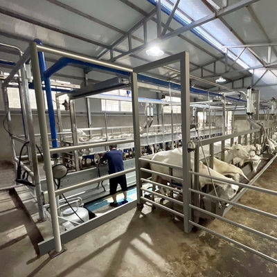 Canal de alimentación de la sala de ordeño de la raspa de arenque de la cabra SUS304 tipo rápido tubería de la salida