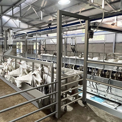 Canal de alimentación de la sala de ordeño de la raspa de arenque de la cabra SUS304 tipo rápido tubería de la salida