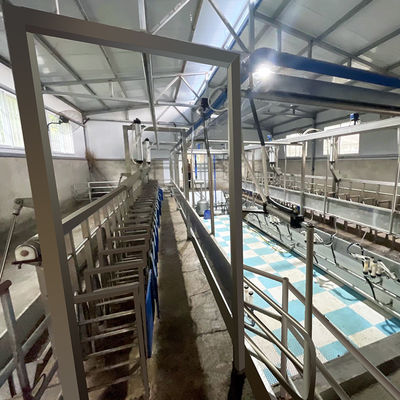 Canal de alimentación de la sala de ordeño de la raspa de arenque de la cabra SUS304 tipo rápido tubería de la salida
