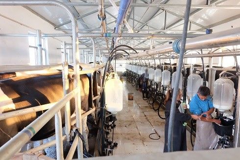 Sala de la raspa de arenque SS304 que ordeña el equipo de la vaca lechera de los sistemas