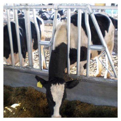 Equipo principal de la maquinaria agrícola del ganado de la cerradura de la vaca de autoretención del panel